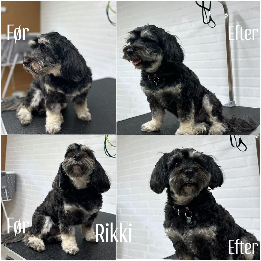 Før og efter hos Salon 4 Poter