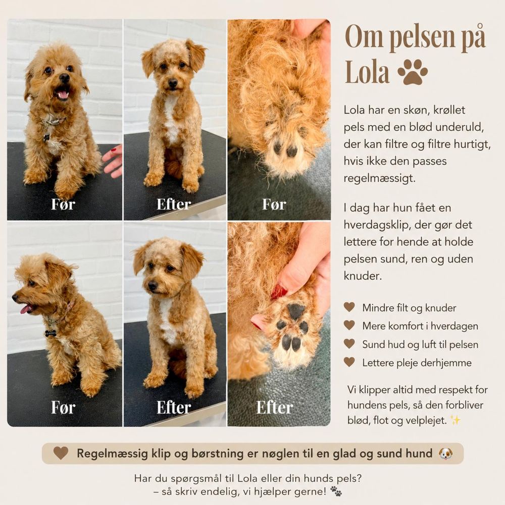 Før og efter hos Salon 4 Poter
