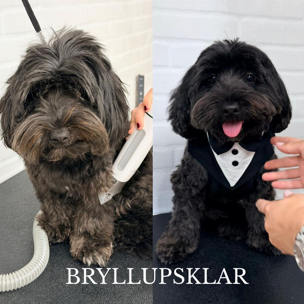 Før og efter hos Salon 4 Poter